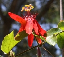 Red Passion Flower, Perfumed Passion Flower, Grape-Leaf Passionvine, Passiflora vitifolia, P. sanguinea